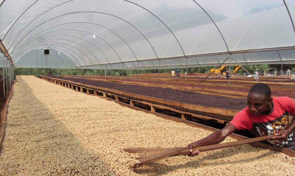 A worker raking drying coffee beans at the Bugoye Washing Station in the Rwenzori mountains, where Durham Coffee's new Ugandan St. Cuthbert's Coffee originates from.