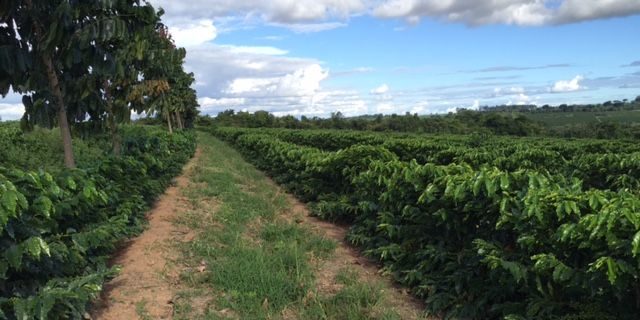 Coffee farm where the Sycamore Gap Decaf Coffee By Durham Coffee is sourced from