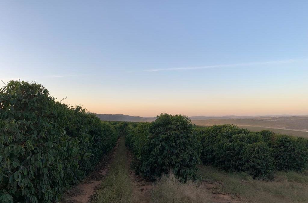 A picture of the Braziliancoffee farm where Durham Coffees sources their Sycamore Gap Decaf Coffee