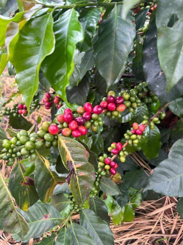 A photo showcasing lush ripe red cherries alongside green and unripe coffee cherries on a farm in Colombia, where one of the coffees for Durham Coffees Christmas Coffee Collection originates from. 