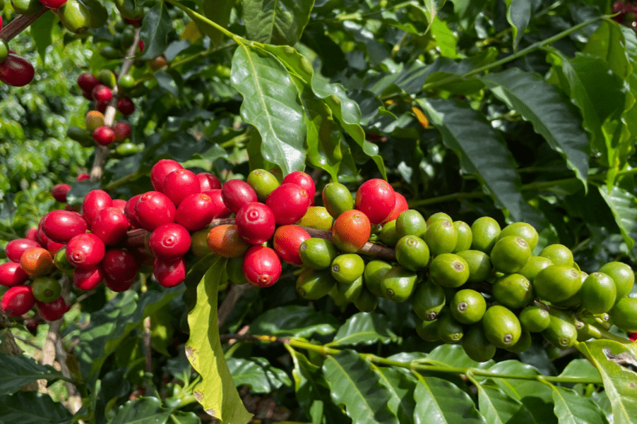 A photo depicting bright red ripe coffee cherries next to bright green and unripe coffee cherries on a coffee farm in Brazil, where one of the coffees for Durham Coffees Christmas Coffee Collection comes from. 