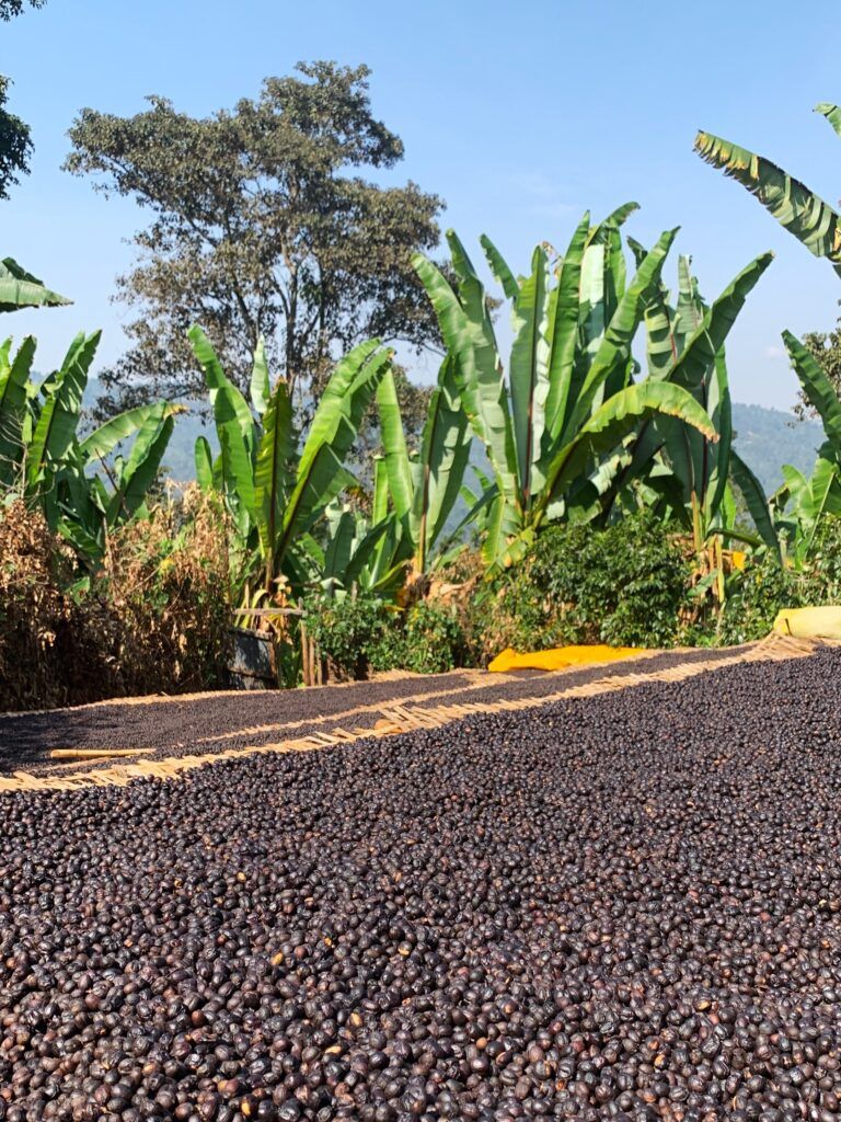 A photo showcasing a large coffee drying bed of the Ethiopian Coffee from Durham Coffees Christmas Coffee Collection. It depicts coffee cherries spread out to dry in the sun.