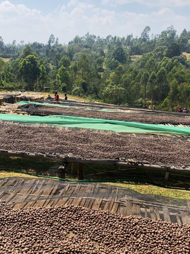 A photo showcasing a terrace of coffee drying beds for the Ethiopian Coffee from Durham Coffees Christmas Coffee Collection. The coffee cherries are spread out across the large raised beds, drying in the sun.